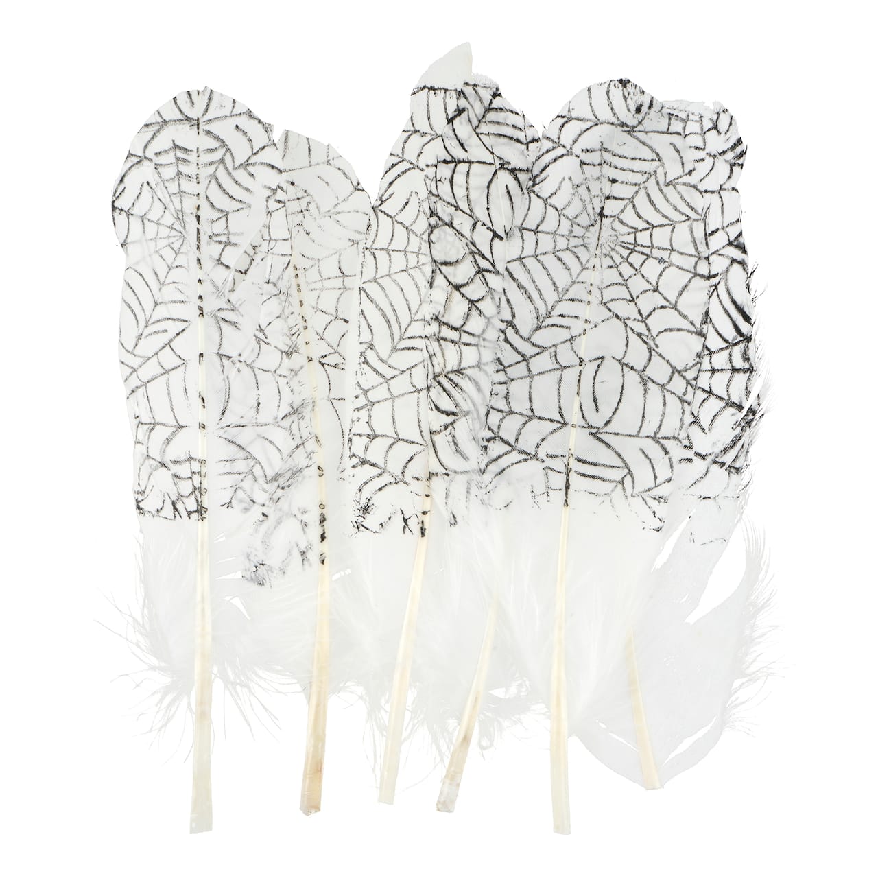 White & Black Spider Web Feathers, 6ct. by Ashland®